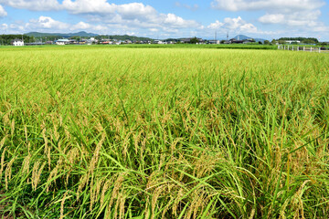 風に揺れる稲穂