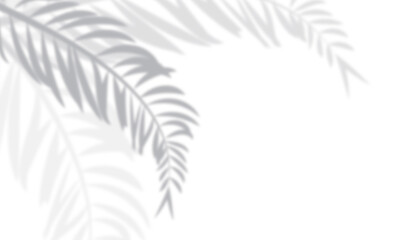 Blurred and gradient background of palm leaves or coconut leaves. Natural pattern, gray shadow. Copy space 
