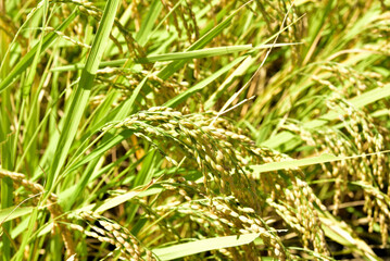 実る稲