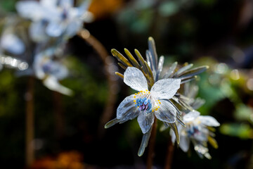Close-up of the pretty flowers of Eranthis pinnatifida.