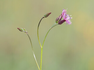 The bearded creeper or false saw wort plant with purple flower head, Crupina vulgaris