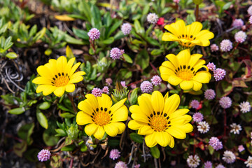 Gazania and Pink head knotweed flowers blooming in the garden.