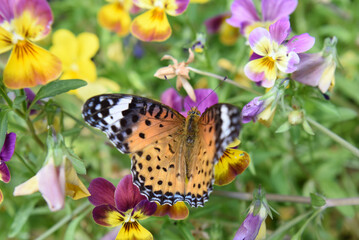 ツマグロヒョウモンのオスが花の蜜を吸っています