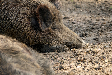 wild boar in the woods