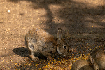 rabbit on the ground