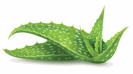 Fresh leaf of aloe plant on white background Vector illustration