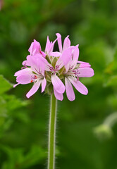Obraz premium Beautiful close-up of pelargonium capitatum