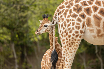 young african giraffe, close to its mother detail of skin pattern, captive animals