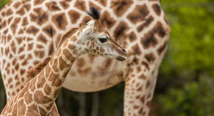 young african giraffe, close to its mother detail of skin pattern, captive animals