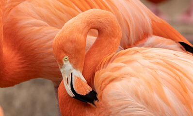 close up of greater flamingo Phoenicopterus roseus, resting, bright colours, captive birds