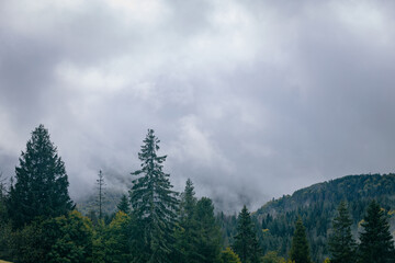 Foggy spruce forest woodland. Panoramic landscape. Mountain hills foggy woodland. Carpathian green mountains. Ukraine