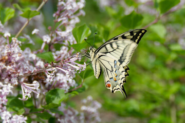 Old World Swallowtail or common yellow swallowtail (Papilio machaon) sitting on pink lilac in Zurich, Switzerland