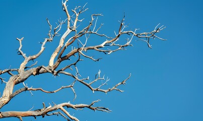 Obraz premium Dry dead tree branches contrast, Generative AI