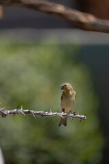 American Goldfinch