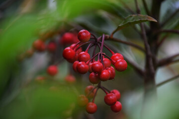 Ardisia