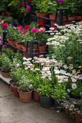Fair of flowers in Tbilisi Georgia. Beautiful Daisies, Bellis perennis, Chrysanthemums, Geranium flowers and plant for home or garden, soft focus. Various bouquets in baskets for sale at street market