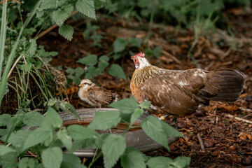 brabant bantam chicken chick hen