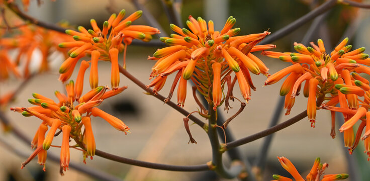 Beautiful close-up of aloe buhrii