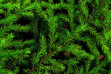 Floral background of fir branches