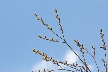 Willow branches against the blue sky
