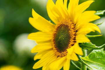 yellow and sunflower in summer time