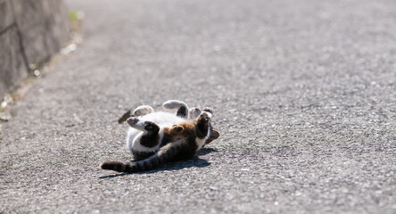 路上で寝転がる可愛い猫