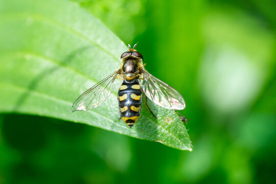 Close up of female Eupeodes luniger, known as the Common Spotted Hoverfly