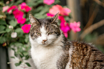 beautiful cat portrait in the garden house cat