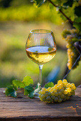 Verre de vin blanc et grappe de raisin dans les vignes après les vendanges d'automne.
