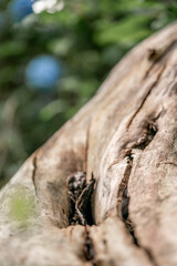 old tree trunk wood texture without bark 