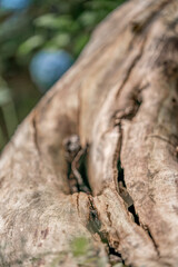 old tree trunk wood texture without bark 