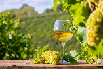 Verre de vin blanc et grappe de raisin dans les vignes après les vendanges d'automne.