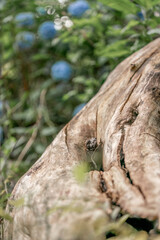 old tree trunk wood texture without bark 