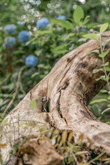 old tree trunk wood texture without bark 