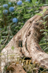 old tree trunk wood texture without bark 
