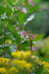 spring balsam plant nature