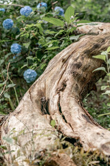 old tree trunk wood texture without bark 