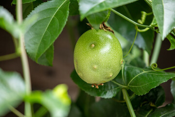 Summer, orchards, fruits, emerald green, passion fruit, fruits