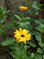 Blooming calendula in the garden