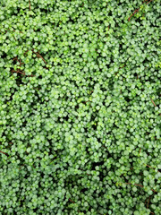 Jolie plante verte (Pilea Glauca) tapissante avec des petites feuilles sur un mur v&eacute;g&eacute;tal, arri&egrave;re-plan.