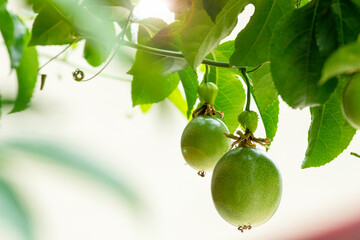 Summer, orchards, fruits, emerald green, passion fruit, fruits