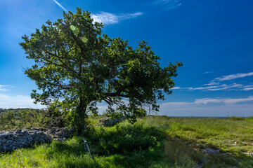 Obraz premium Monkodonja settlement from the Bronze Age, archaeological site of Rovinj