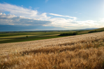 Panoramic view of a wheat field