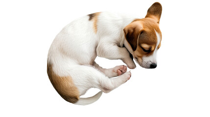 Puppy curled up sleeping on a transparent background