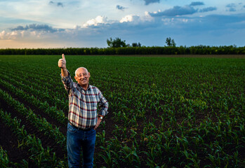 Portrait of smiling senior farmer standing in corn field showing thumb up.