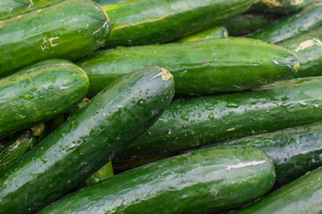 Fresh cucumbers for cooking in the market, Cucumber plant or Cucumis sativus, Cucumber background Cucumber harvest. many cucumbers. cucumbers from the field.