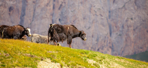 A herd of yaks graze in the mountains. Himalayan big yak in a beautiful landscape. Hairy cow cattle wild animal in nature in Tibet. Sunny summer day in the wild. Farm animal in Nepal and Tibet.