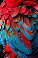 Fototapeta premium close-up parrot nature. Selective focus