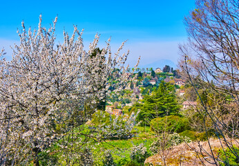 Monte Bastia behind the tree in blossom, San Vigilio Hill, Bergamo, Italy