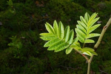 Young leaves in spring. Selective focus.